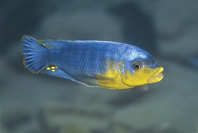 Petrotilapia sp. 'yellow chin' Metangula